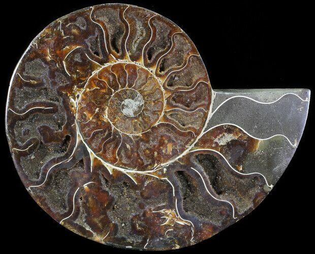 Cut Ammonite Fossil (Half) - Agatized #71055